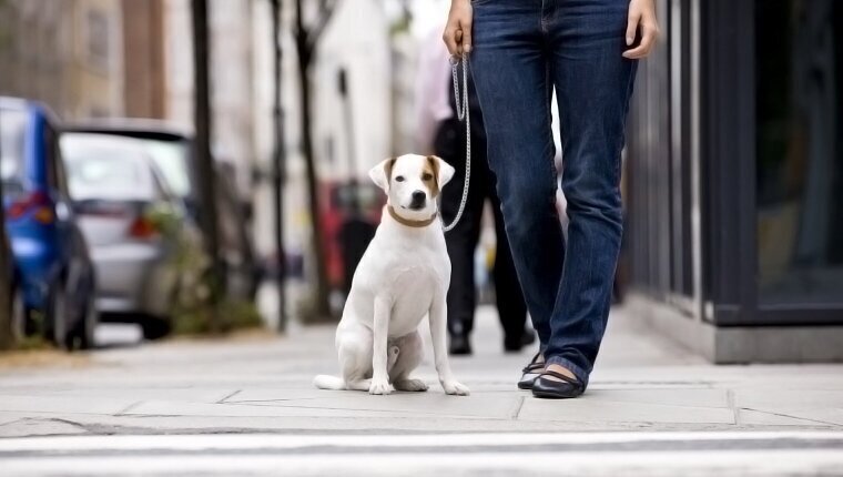Нужны ли площадки для выгула собак?