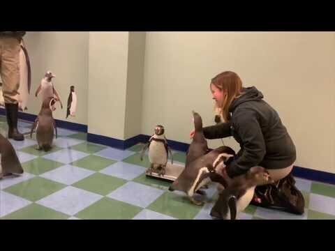Как взвешивают пингвинов