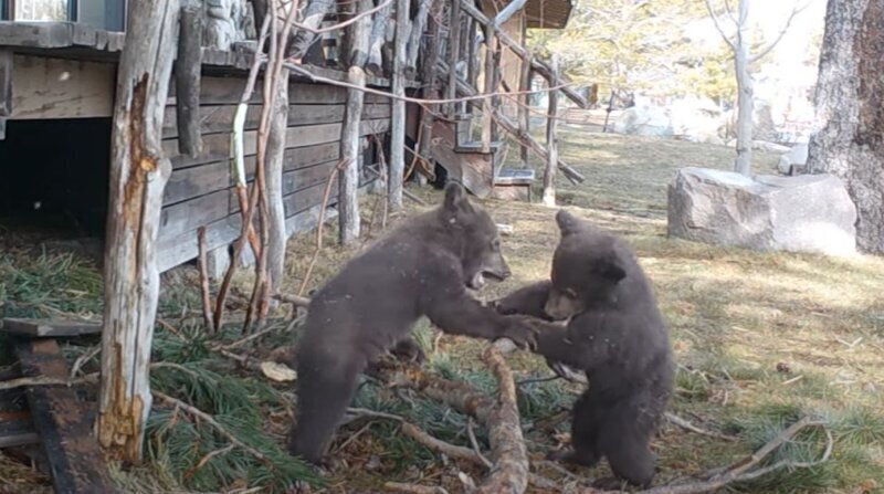 Борьба двух медвежат