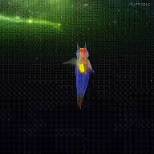 Так говорят