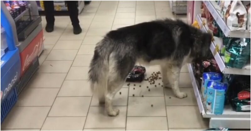 Голодный пёс попытался устроить себе шведский стол в магазине
