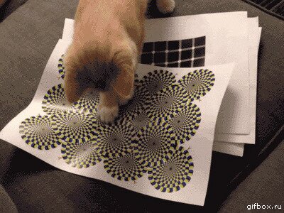 Оказывается коты это тоже видят ))