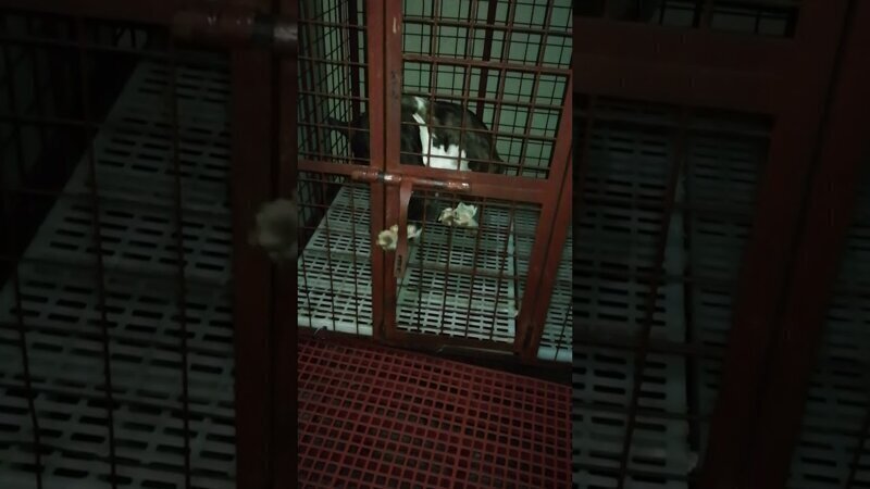 Сообразительная собака открыла замок и сбежала из клетки