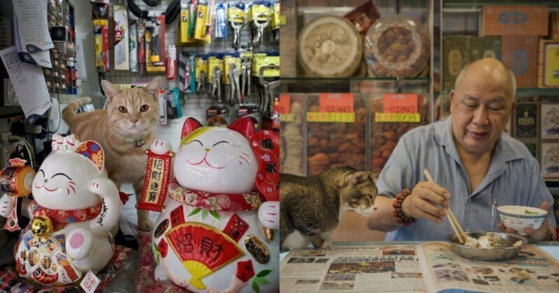 Усатая гвардия: секретная жизнь котов в гонконгских магазинах