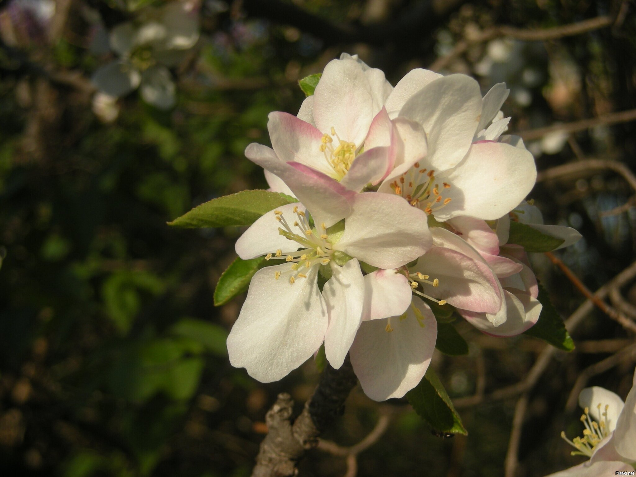 Яблоня в цвету в Софии