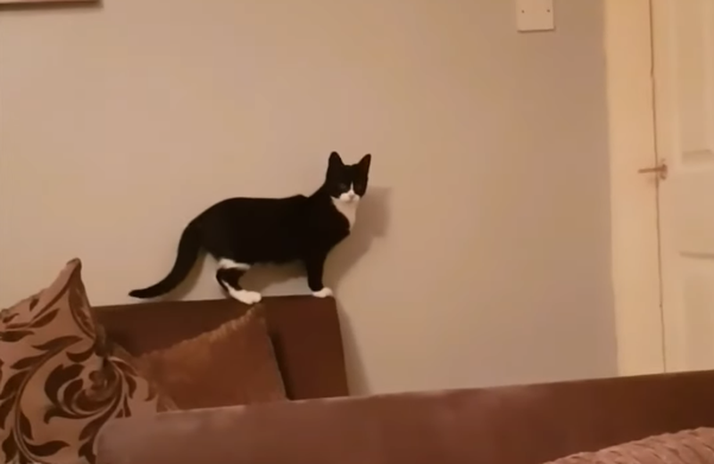 Прогуливающаяся по дивану кошка забавно поприветствовала хозяина
