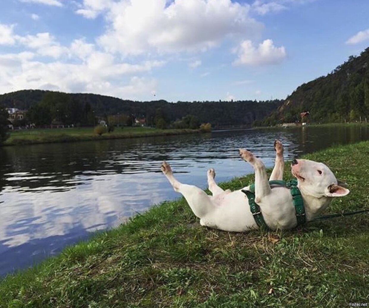 Солянка