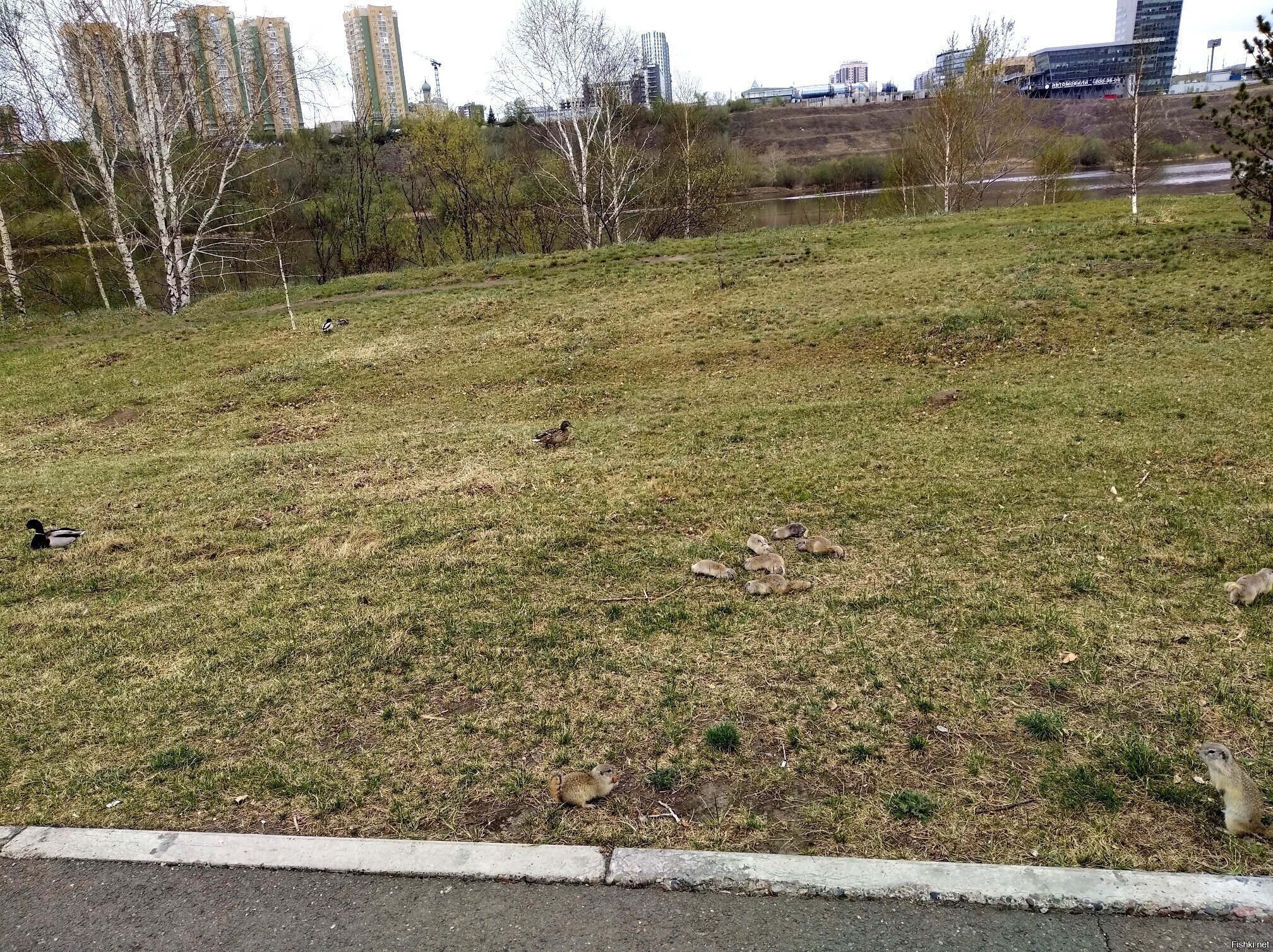Сколько сусликов на фотке 1, 2 и 3