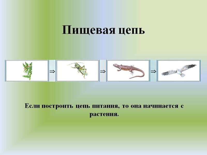 Скованные одной цепью: из-за чего растения стоят в начале пищевой цепочки?