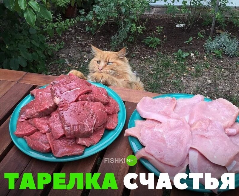 Прикольные и смешные картинки