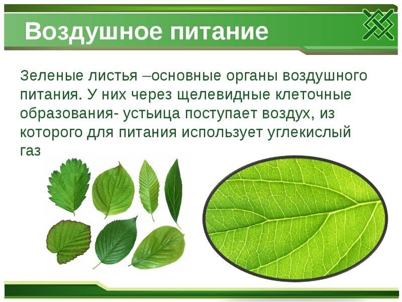 Питание – жизнь, а лист – его орган для растений