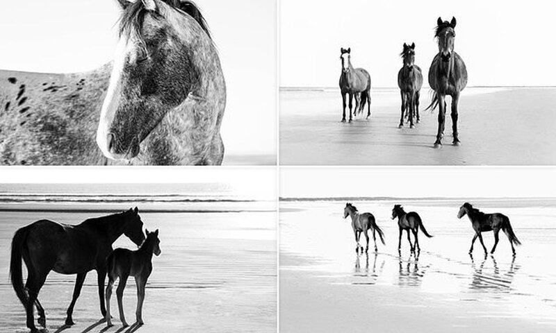 Волшебные фотографии лошадей, которые живут на острове Камберленд