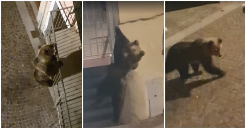 В Италии жители дома запечатлели слезающего с балкона медведя