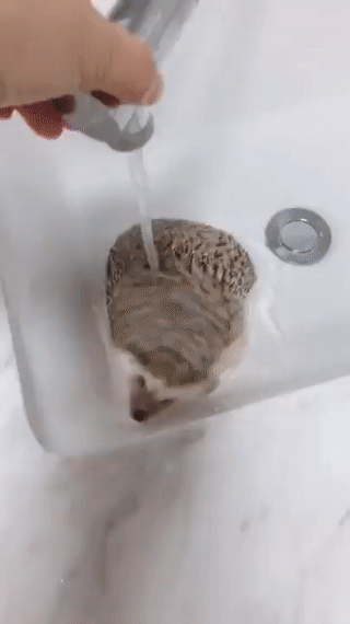 Как помыть ежа