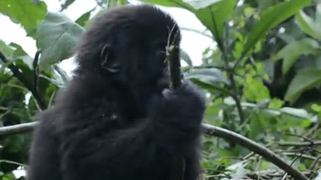 Даже обезьяна научилась правильно чихать