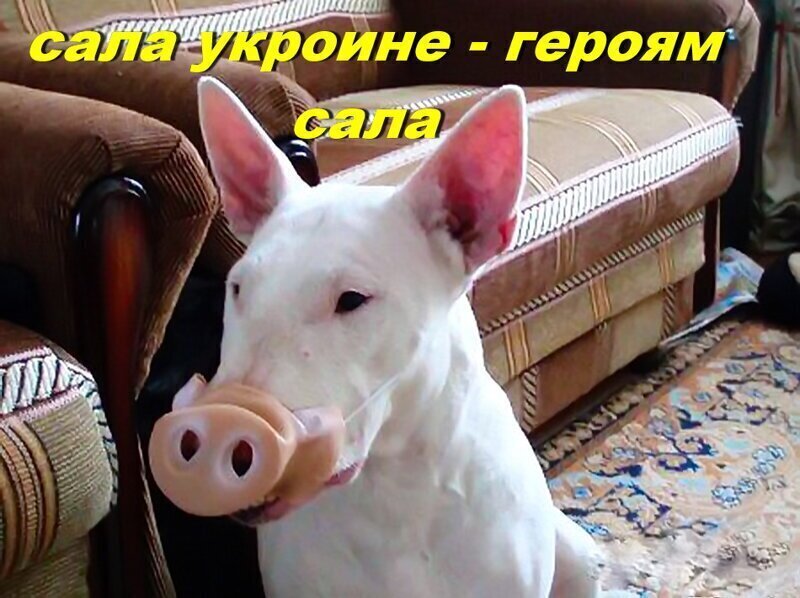 Шэф, усэ стабильно...   Зеля в ужасе от подписанных Потрошенкою соглашений