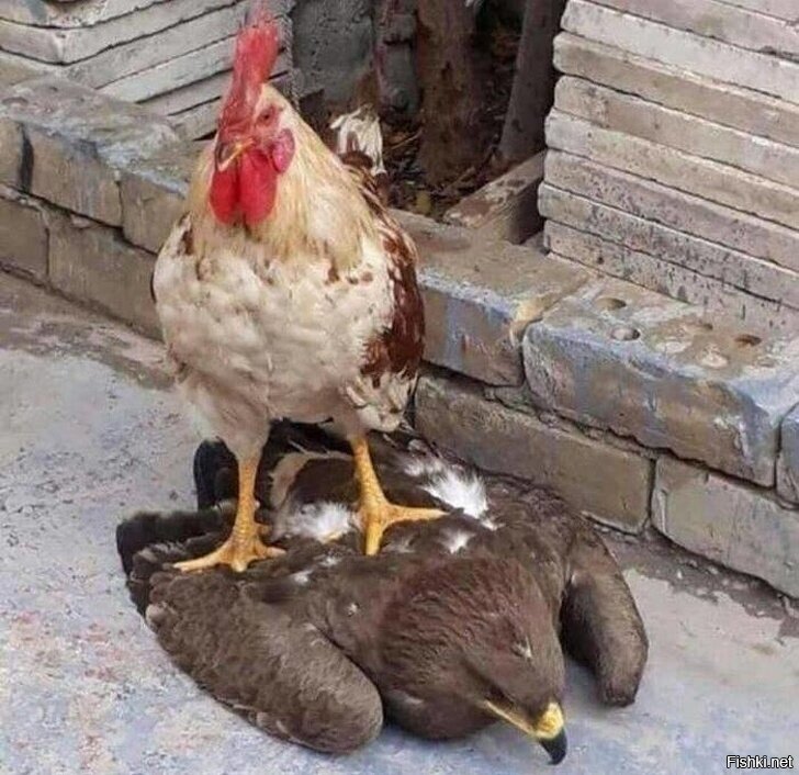 Ну и кто тут петух гамбургский