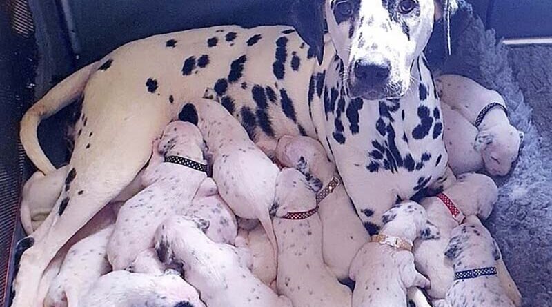 101 далматинец: собака родила в 2 раза больше щенков, чем полагается