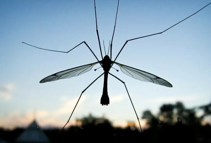 Комар-долгоножка: Малярийное мракобесие по поводу огромных деревенских комаров