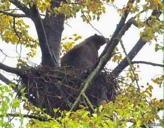 Медвежье гнездо 