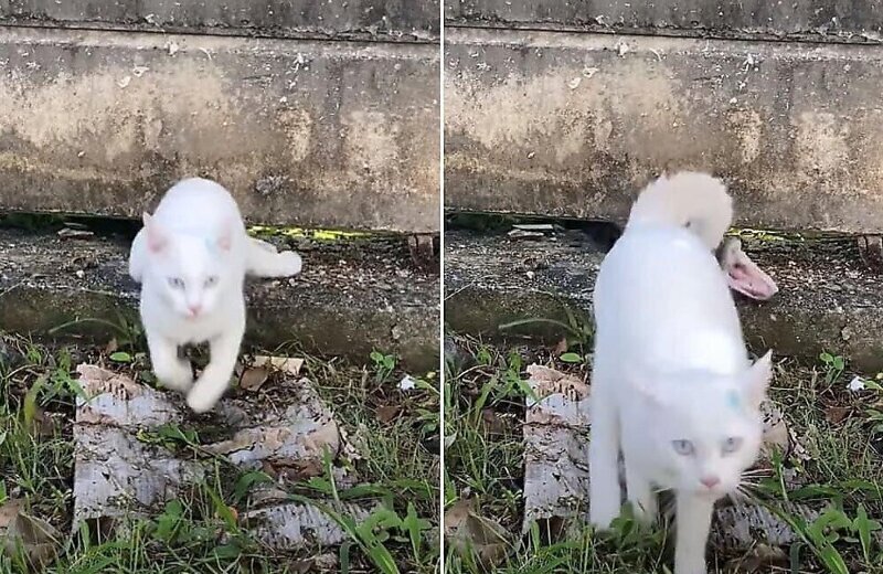 Кошка в самый последний момент ускользнула от кровожадной змеи