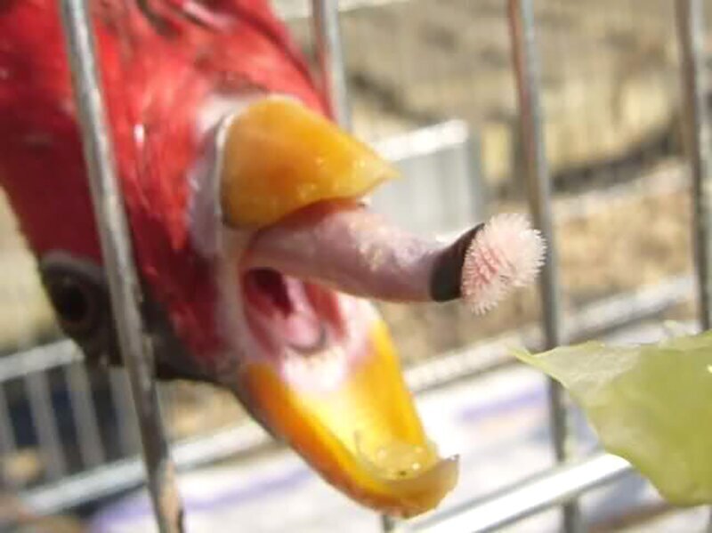Зачем попугаям такой страшный язык?