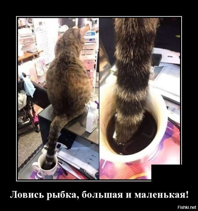 Демотиватор дня