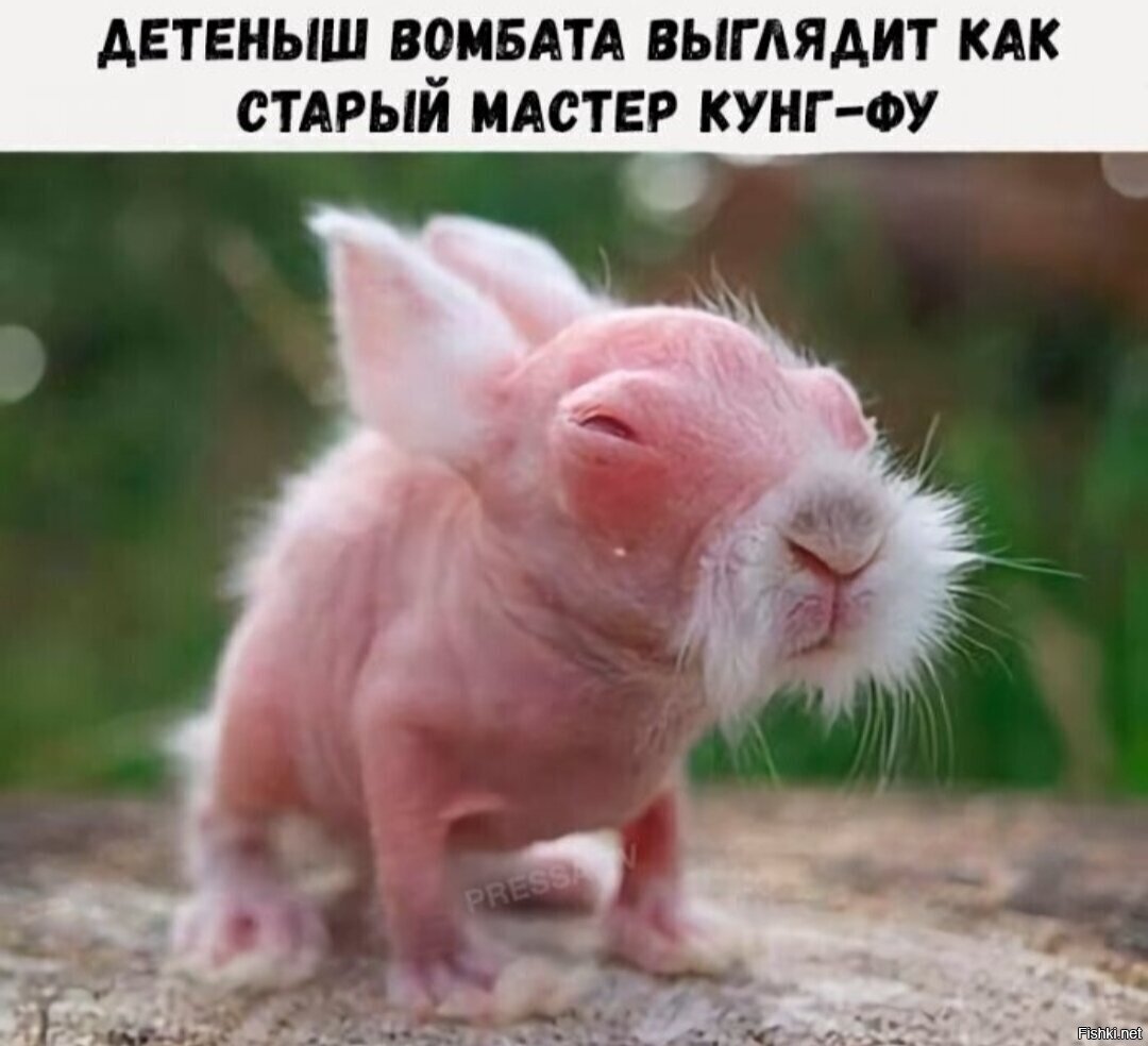 Это правда детёныш вомбата