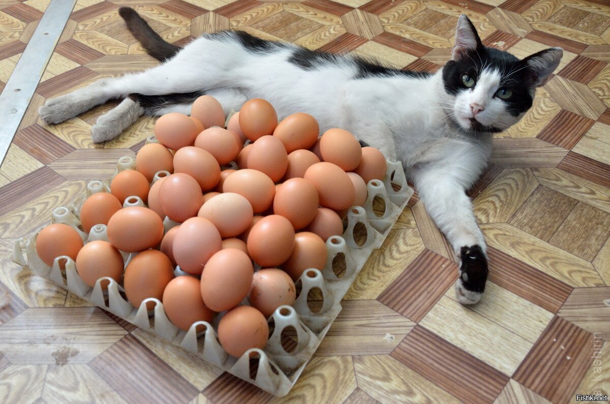 К заглавной