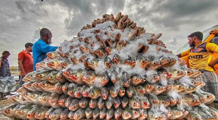 Солянка