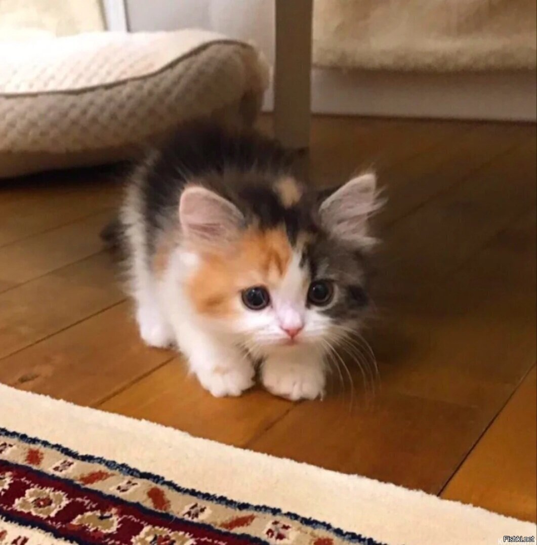 Замри , охочусь )