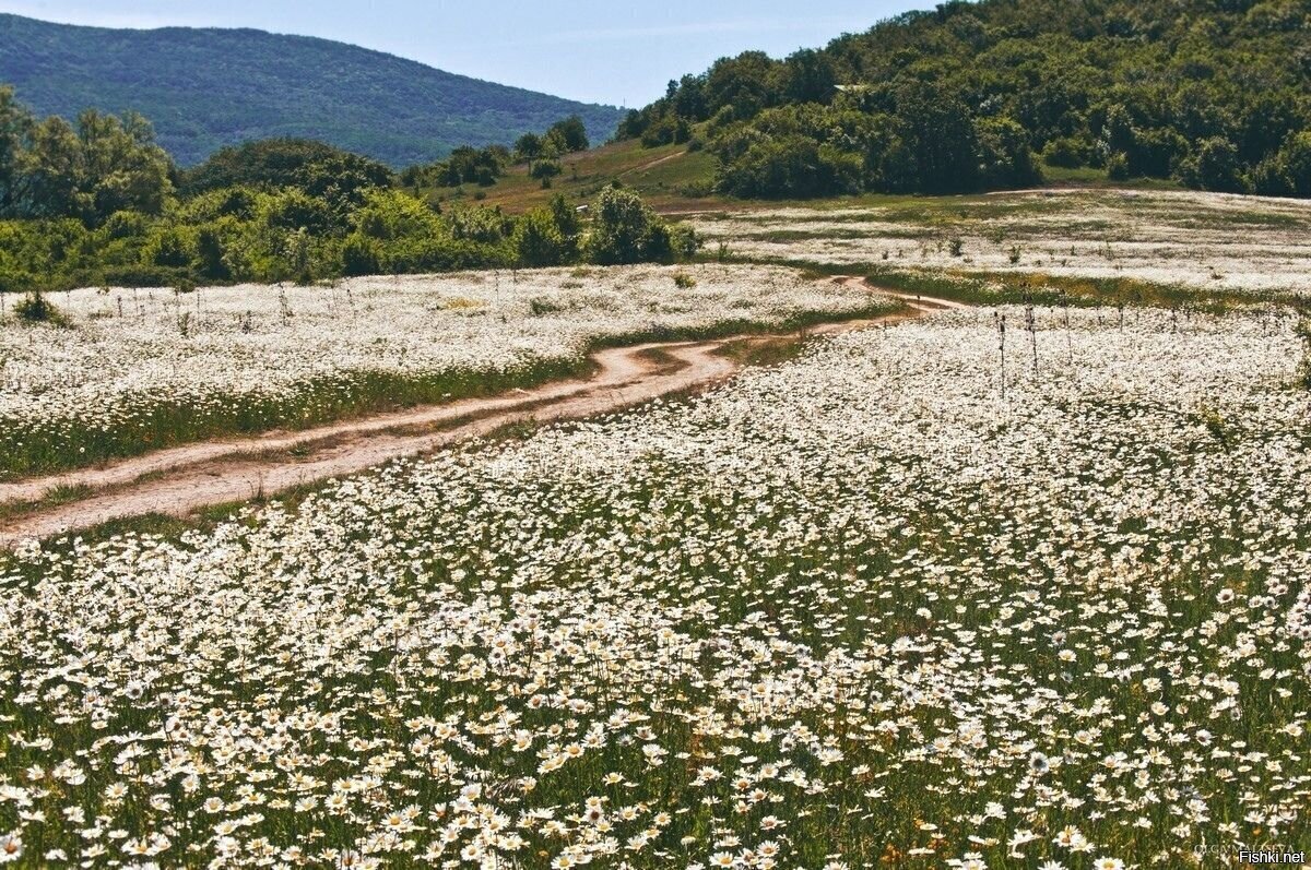 Ромашковые поля в окрестностях Севастополя