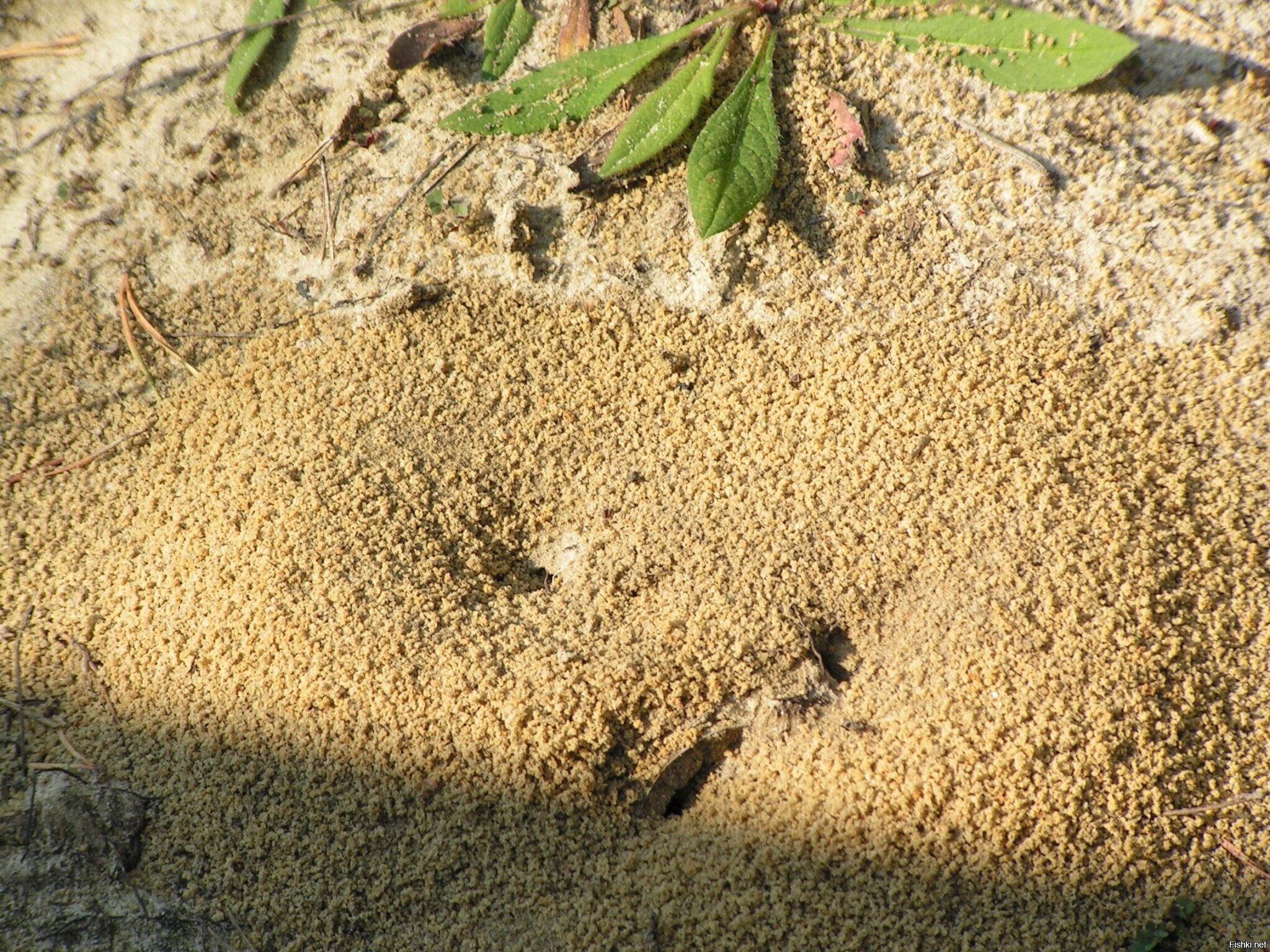 Норки муравьиного льва