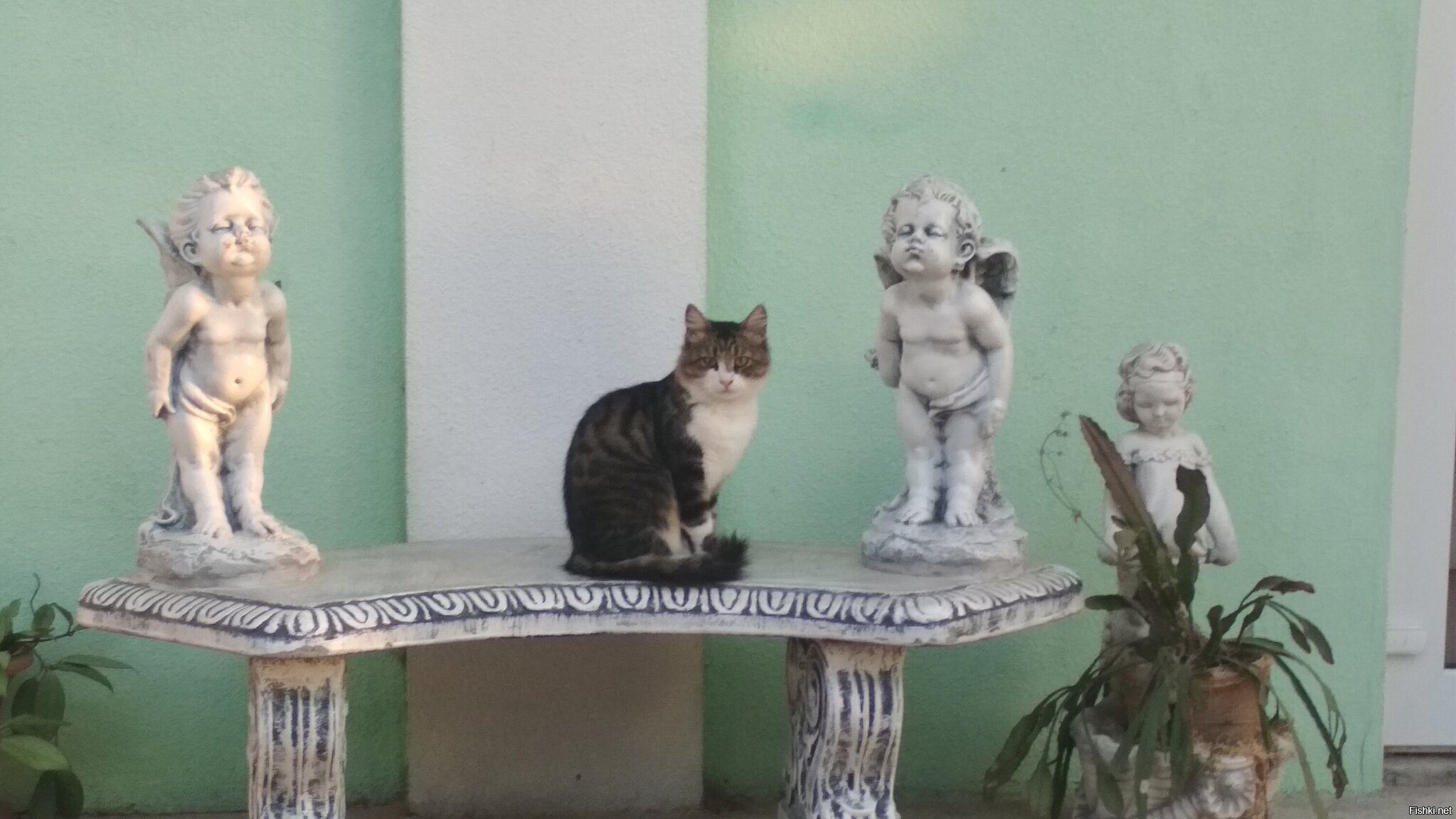 Крымская королевская кошка