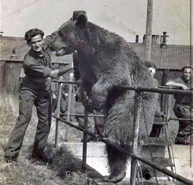 Бурый медведь по имени Войтек (Счастливый воин), который вместе с поляками боролся с нацистами