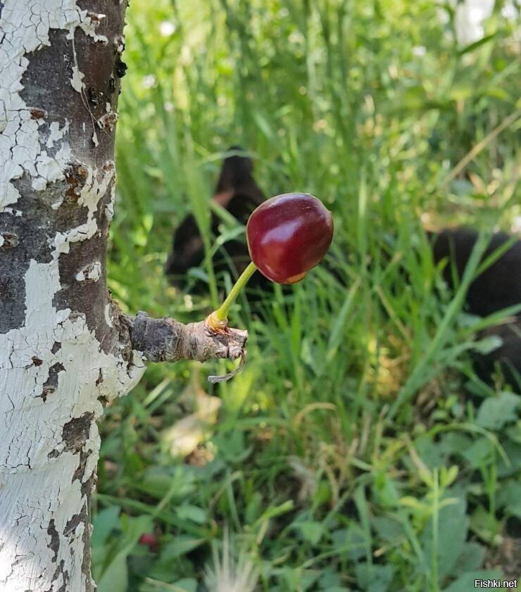 Солянка