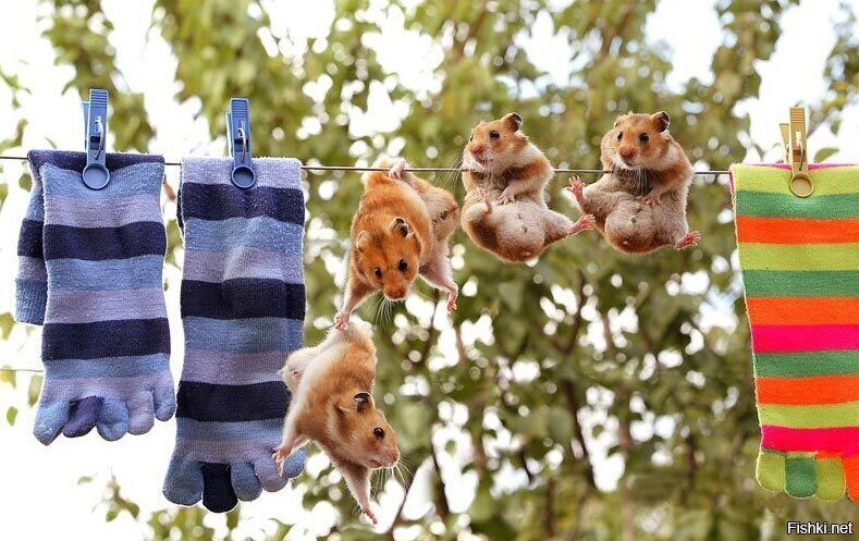 Солянка
