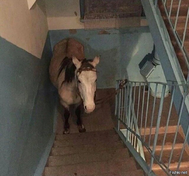 - А что, принцессы в вашем доме есть