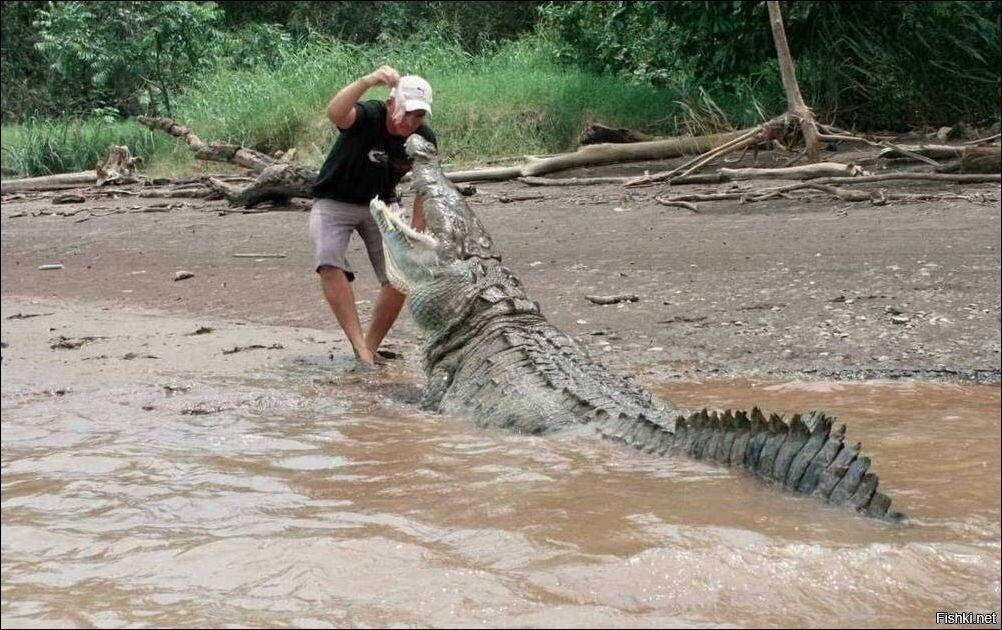 Кись кись