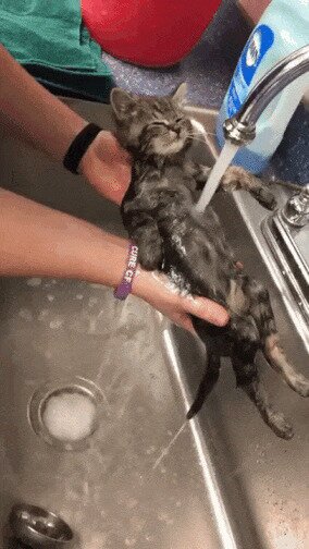 Котик поломался