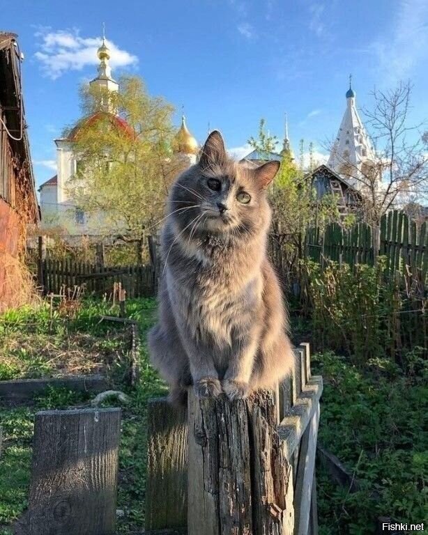 Солянка