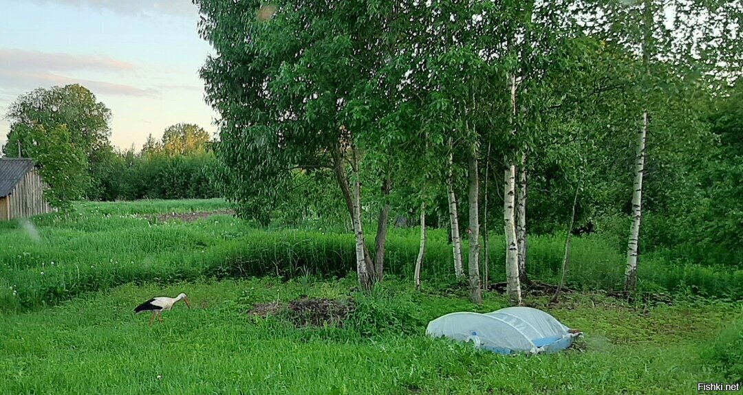 Солянка