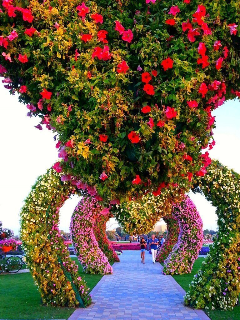 Цветочный парк Dubai Miracle Garden