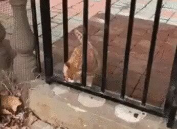 - Просто шерсть пушистая