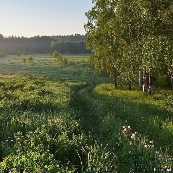 Солянка