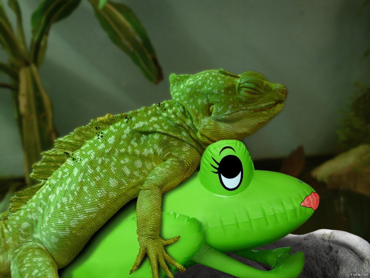 Солянка