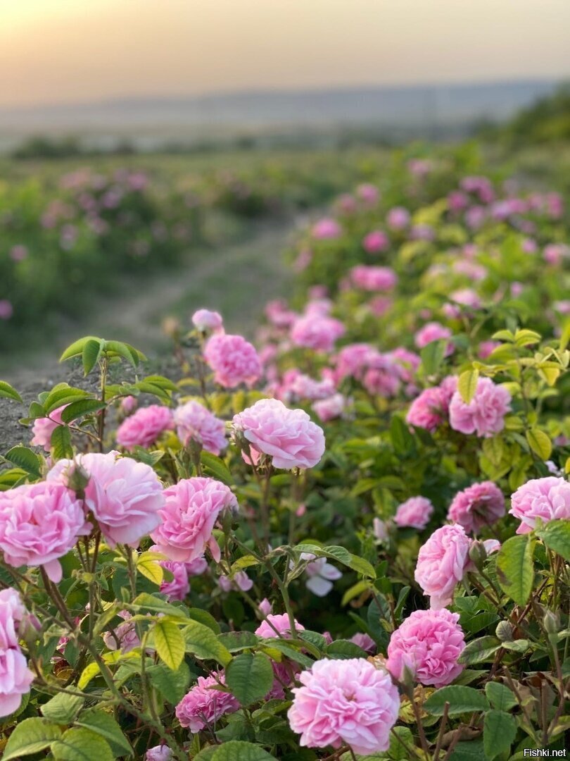 Поле Чайной розы