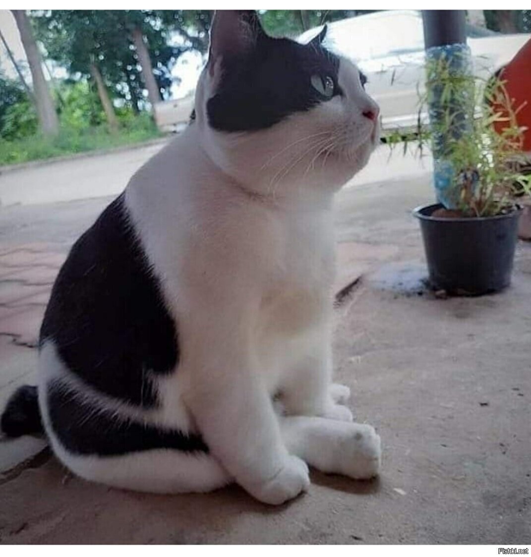 Широкая кость )