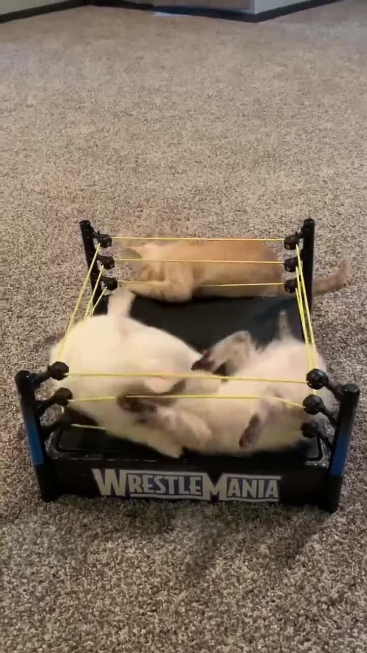На миниатюрный ринг приглашаются котята
