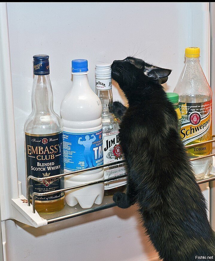 "Дай,Джим,на счастье лапу мне,